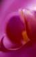 transfigured