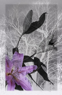 lily in winter
