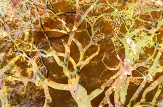 sepia tree
